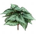 Künstlicher Begonienbusch Kunstpflanze Grün 34cm