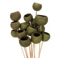 Floristik24 Bell Cup am Stiel Grün Getrocknete Exoten 5cm 15St