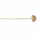 Floristik24 Allium künstlich Rosa 55cm