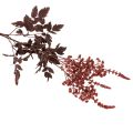 Kunstblume Astilbe langstielig