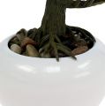 Floristik24 Bonsaibaum im Topf 19cm 1St