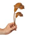 Gartenstecker Calla Blüte Rost für Grab und Floristik 25cm 6St | Floristik24.de