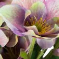 Kunstblume Christrose Bund mit violetten Blüten 35cm 6St | Floristik24.de