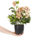 Helleborus künstlich Topfpflanze Christrose für Wohnraumdeko 50cm | Floristik24.de