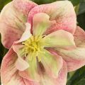 Helleborus künstlich Topfpflanze Christrose für Wohnraumdeko 50cm | Floristik24.de