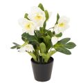 Floristik24 Christrose künstlich Topfblume Tischdeko 34cm