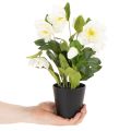Christrose künstlich Topfblume Tischdeko 34cm | Floristik24.de