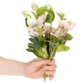 Christrose Künstliche Blumen Dekoration 30cm Bund mit 4St | Floristik24.de
