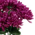 Floristik24 Chrysantheme Aubergine mit 7 Blüten