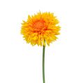Floristik24 Chrysantheme Teddy 63cm Goldgelb