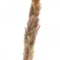 Trockengräser Pampasgras Natur Bund 80cm 100g | Floristik24.de