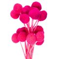 Floristik24 Craspedia Trockenblumen Bund für Floristik 55cm 20St