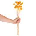 Craspedia Trockenblumen Strauß 55cm 20St | Floristik24.de