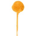 Craspedia Trockenblumen Strauß 55cm 20St | Floristik24.de