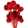 Floristik24 Trockenblumen Craspedia gefärbt mit langem Stiel 55cm 20St