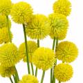 Floristik24 Trommelschlägel Craspedia Gelb Künstliche Gartenblume Seidenblumen 15St