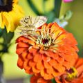 Feder Schmetterling mit Clip Golden Frühlingsdeko 6cm 10St im Set