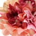 Floristik24 Dahlie Bund Blumenstrauß 28cm rosa, creme 6St