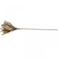Deko Lotusblüte Künstlich Lotosblume Kunstblume Beige L68cm