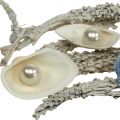 Floristik24 Deko-Mix Muschel mit Perle und Holz Weiß, Blau 200g