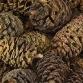 Deko Zapfen Erlenzapfen Natur zum Dekorieren 3-4cm 200g | Floristik24.de