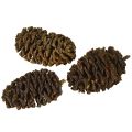 Deko Zapfen Erlenzapfen Natur zum Dekorieren 3-4cm 200g | Floristik24.de
