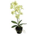 Floristik24 Mini Orchidee Hellgrün mit Erdball 30cm