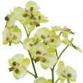 Floristik24 Mini Orchidee Hellgrün mit Erdball 30cm