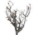 Floristik24 Dekozweige Bonsai Holz Deko Zweige 15-30cm 650g