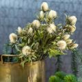Distel künstlich Deko-Zweig Creme 10 Blütenköpfe 68cm 3St