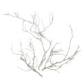 Floristik24 Dry Tree Weiß gewaschen 500g