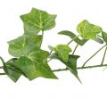 Efeu künstlich Grün 90cm Künstliche Pflanze wie echt !