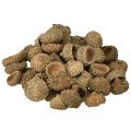 Floristik24 Eichelkappen Natur Deko Eicheln zum Basteln 1,5cm 200g