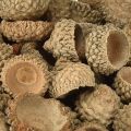 Eichelkappen Natur Deko Eicheln zum Basteln 1,5cm 200g | Floristik24.de