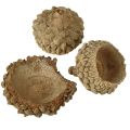 Eichelkappen Natur Deko Eicheln zum Basteln 1,5cm 200g | Floristik24.de
