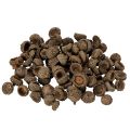 Floristik24 Eichelkappen natur Dekoschalen Herbst und Advent 2cm 300g