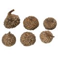 Eichelkappen natur Dekoschalen Herbst und Advent 2cm 300g | Floristik24.de