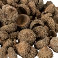 Eichelkappen natur Dekoschalen Herbst und Advent 2cm 300g | Floristik24.de