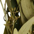 Eukalyptus Konserviert Zweige Blätter Grün Oval 150g