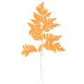 Floristik24 Farnzweig getrocknet konserviert für Floristik Herbstdeko 42cm 10St