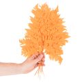 Farnzweig getrocknet konserviert für Floristik Herbstdeko 42cm 10St | Floristik24.de