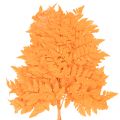 Farnzweig getrocknet konserviert für Floristik Herbstdeko 42cm 10St | Floristik24.de