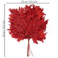 Farnzweig konserviert gefärbt Echter Farn für Herbstarrangements 42cm 10St | Floristik24.de