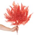 Farn konserviert Trockenblumen Deko Herbst 60cm 10St | Floristik24.de