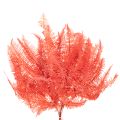 Farn konserviert Trockenblumen Deko Herbst 60cm 10St | Floristik24.de