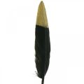 Floristik24 Deko Federn Schwarz, Gold Echte Federn zum Basteln 12-14cm 72St