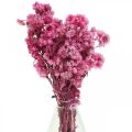 Mini Strohblume Pink Trockenblumen Felsblume H20cm 15g
