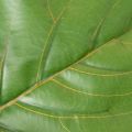Künstliche Ficus lyrata 120 cm