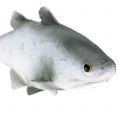 Deko Fisch L24cm