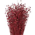 Floristik24 Flachs Bordeaux Rot Trockendeko Trockenblumen L55cm 80g